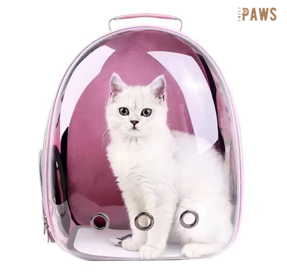 „Catventure: Der stylische Rucksack für unterwegs“