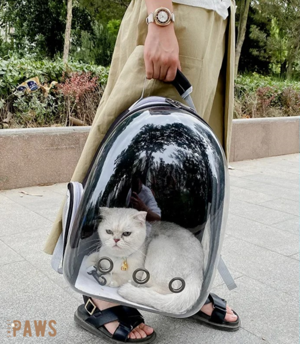 „Catventure: Der stylische Rucksack für unterwegs“